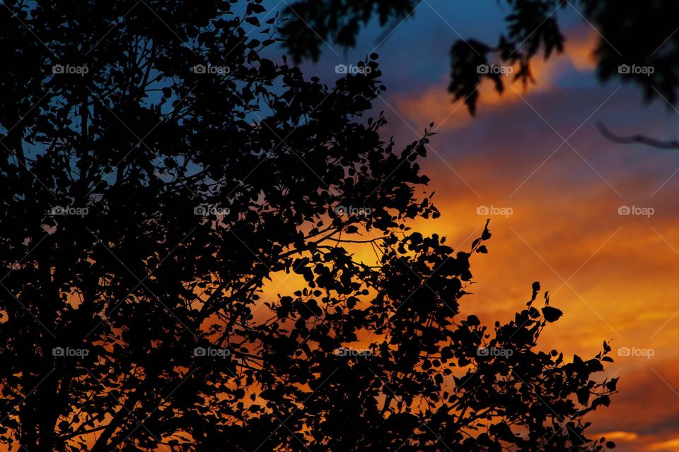 Picture of setting sun behind leaves