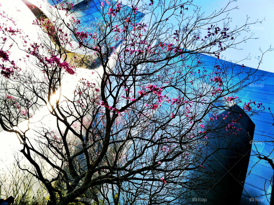 flowers pink tree blossom by lindseyrand