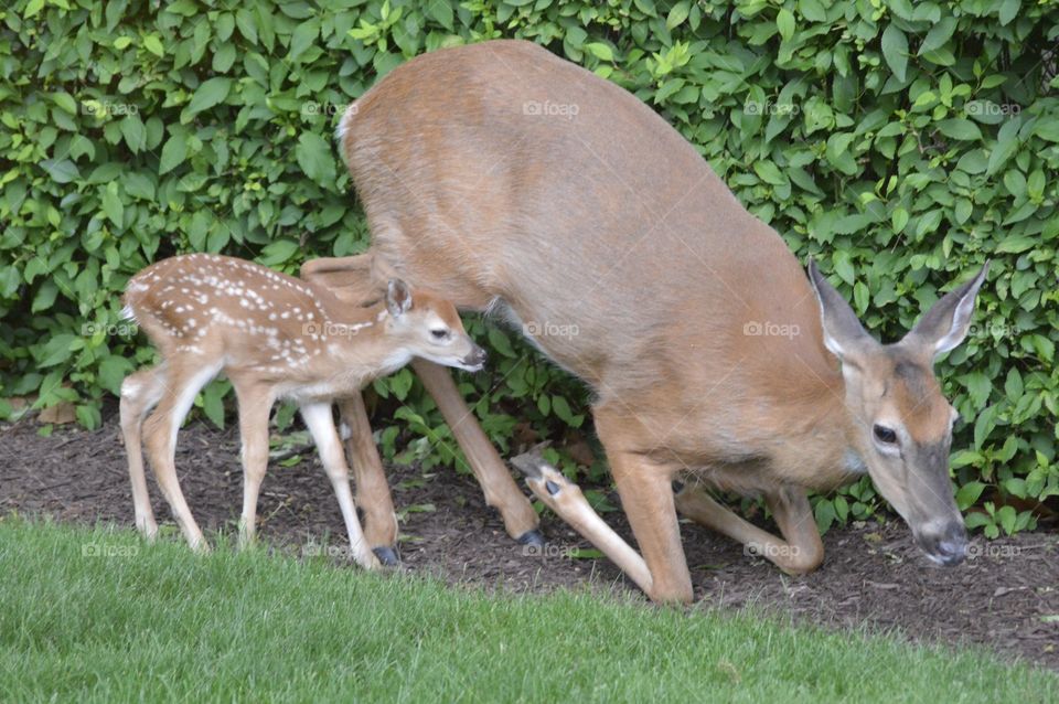 Doe and Fawn