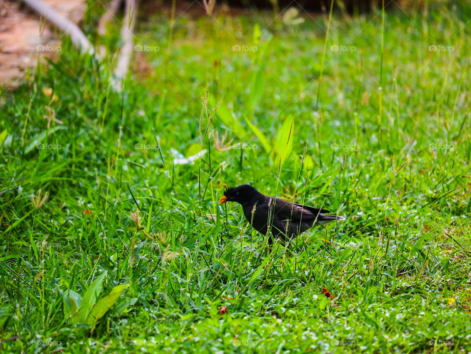myna grass