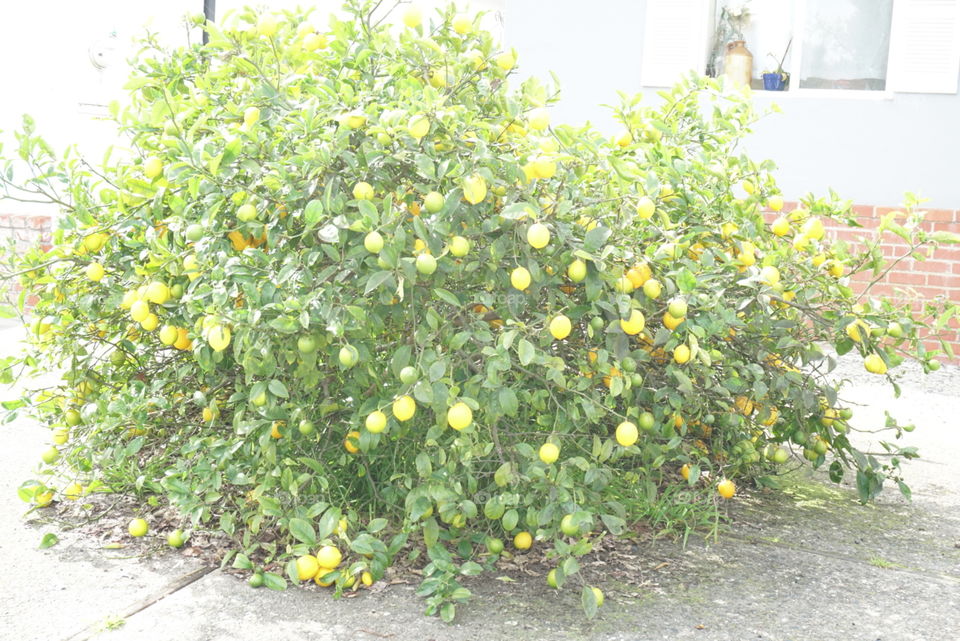 Closed-Up of Mild Lemon Tree
Spring California