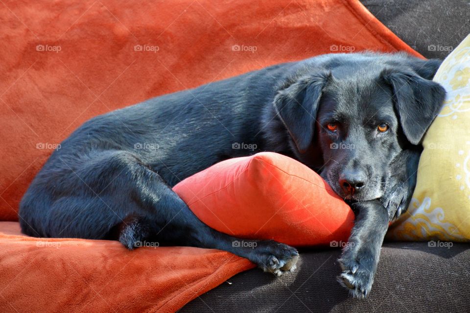 Black Lab at rest