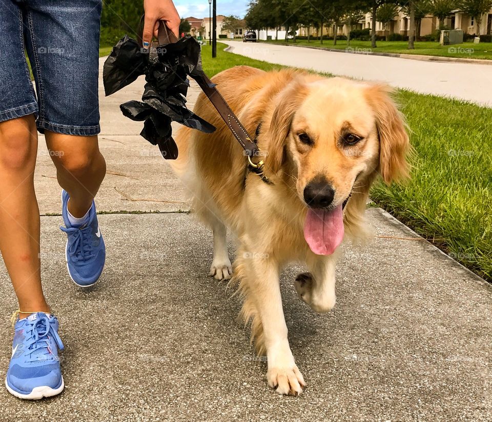 Walking with my golden retriever dog