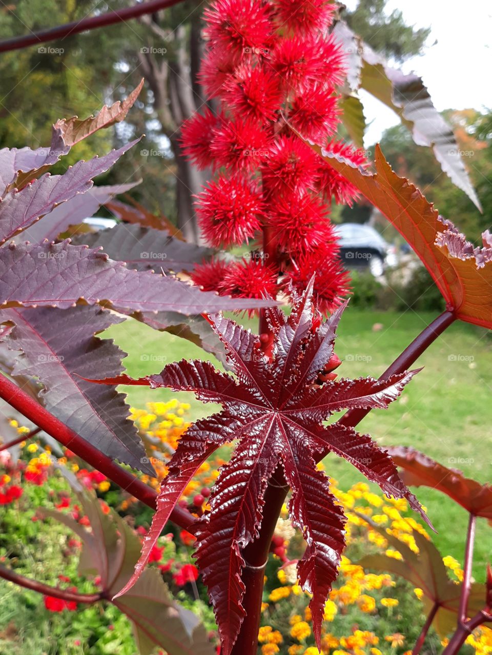 red leaf