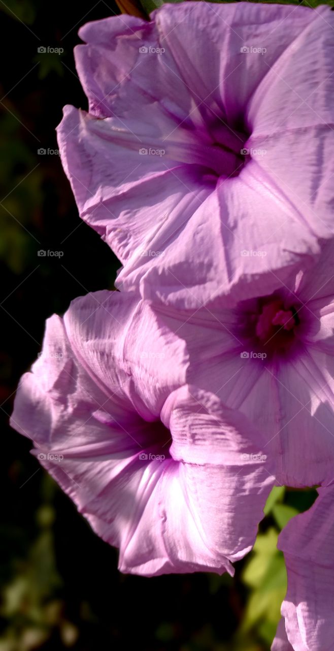 Convolvulus althaeoides