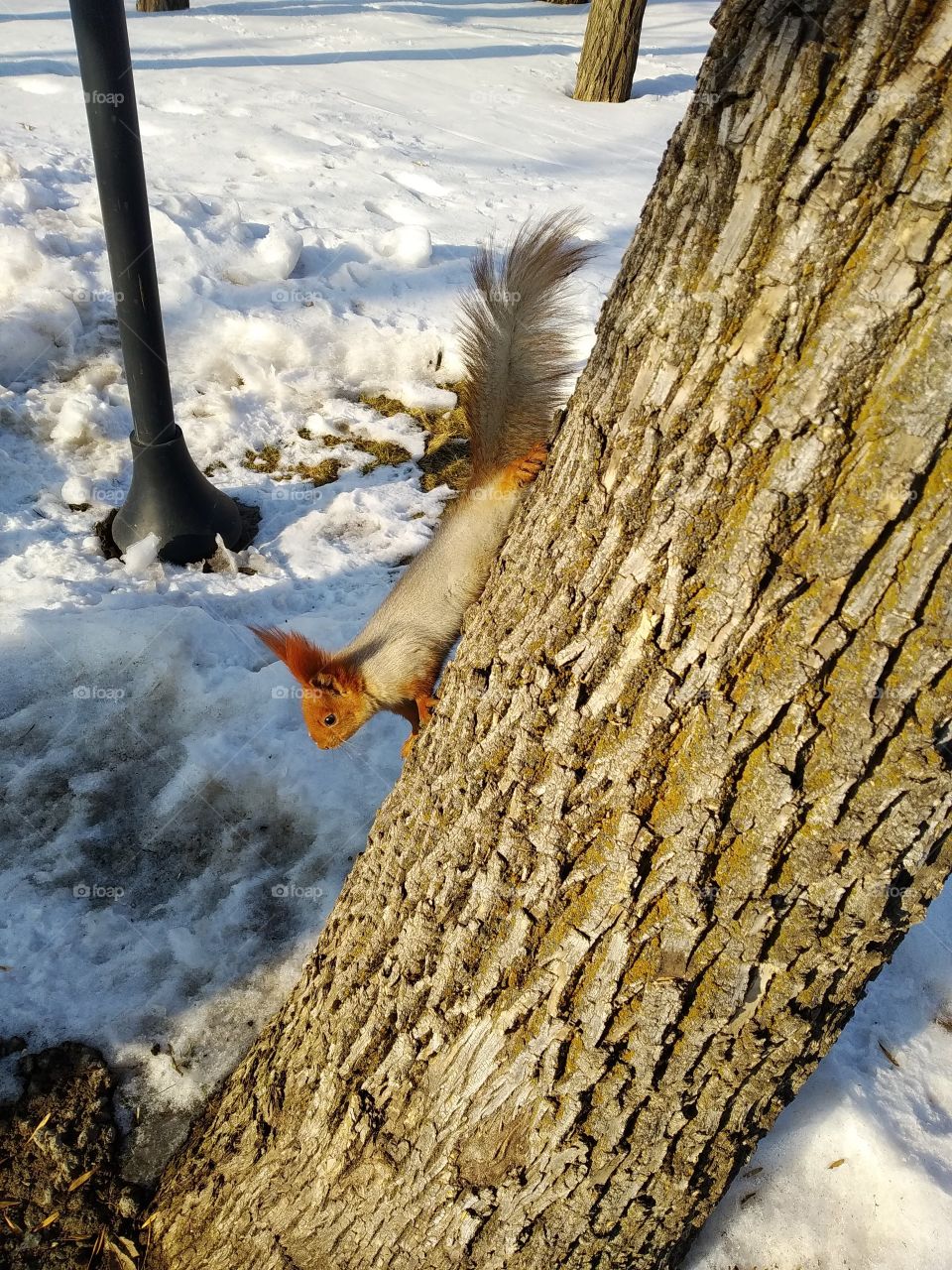 squirrel