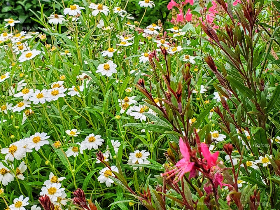 Drought tolerant flower garden.  Black foot daisies and pink Gaura.