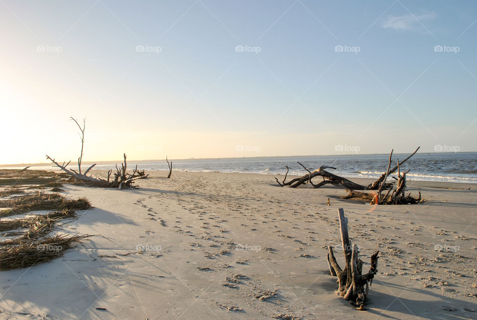 View of driftwoods at beach