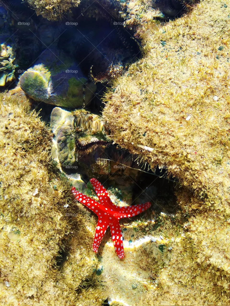 undersea world