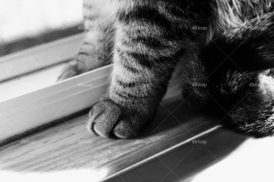 Cat Feet Legs and Paws