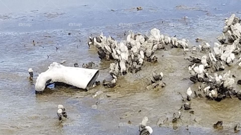 White boot on the marshland