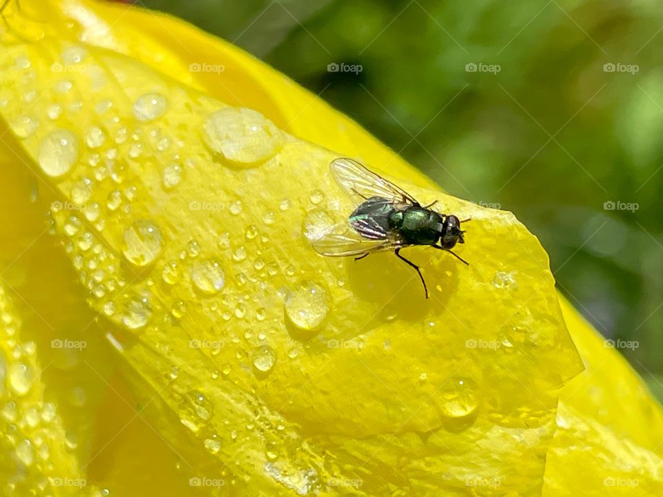 water source for Insects 