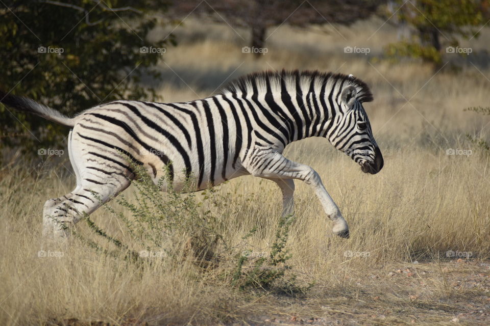 Zebra, Wildlife, Mammal, Safari, Nature