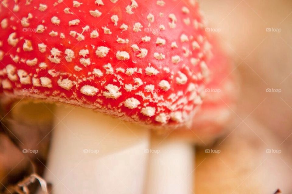 Macro mushies