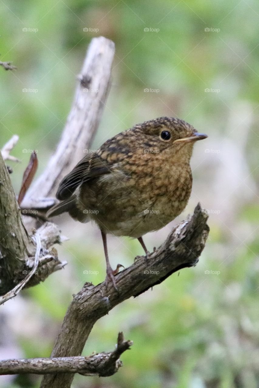 young robin