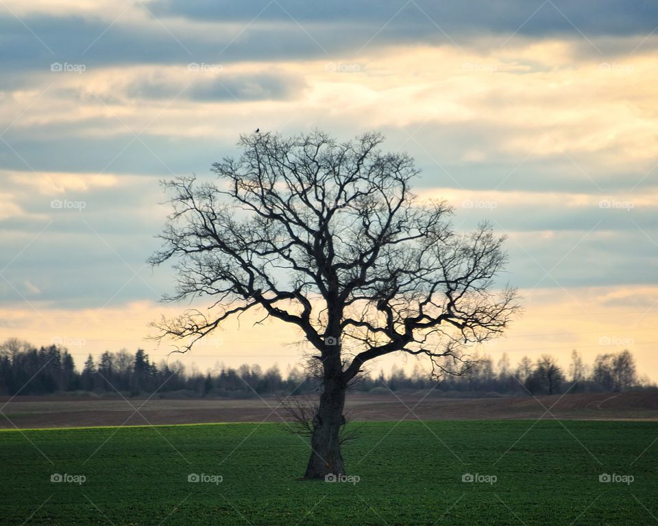 tree