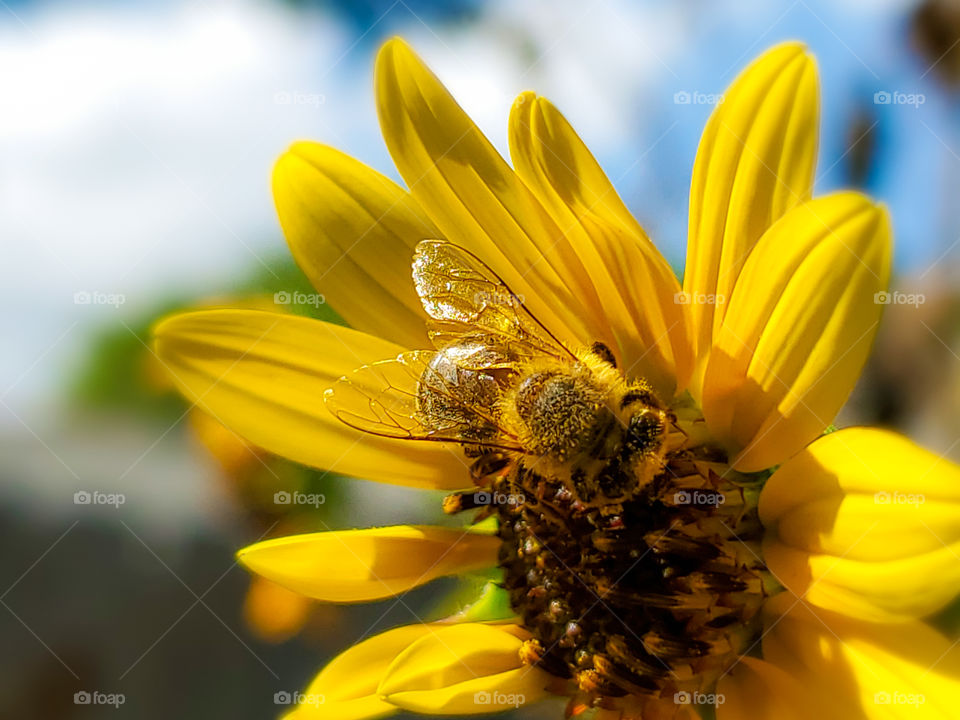 Honeybee covered in pollen on a yellow sunflower