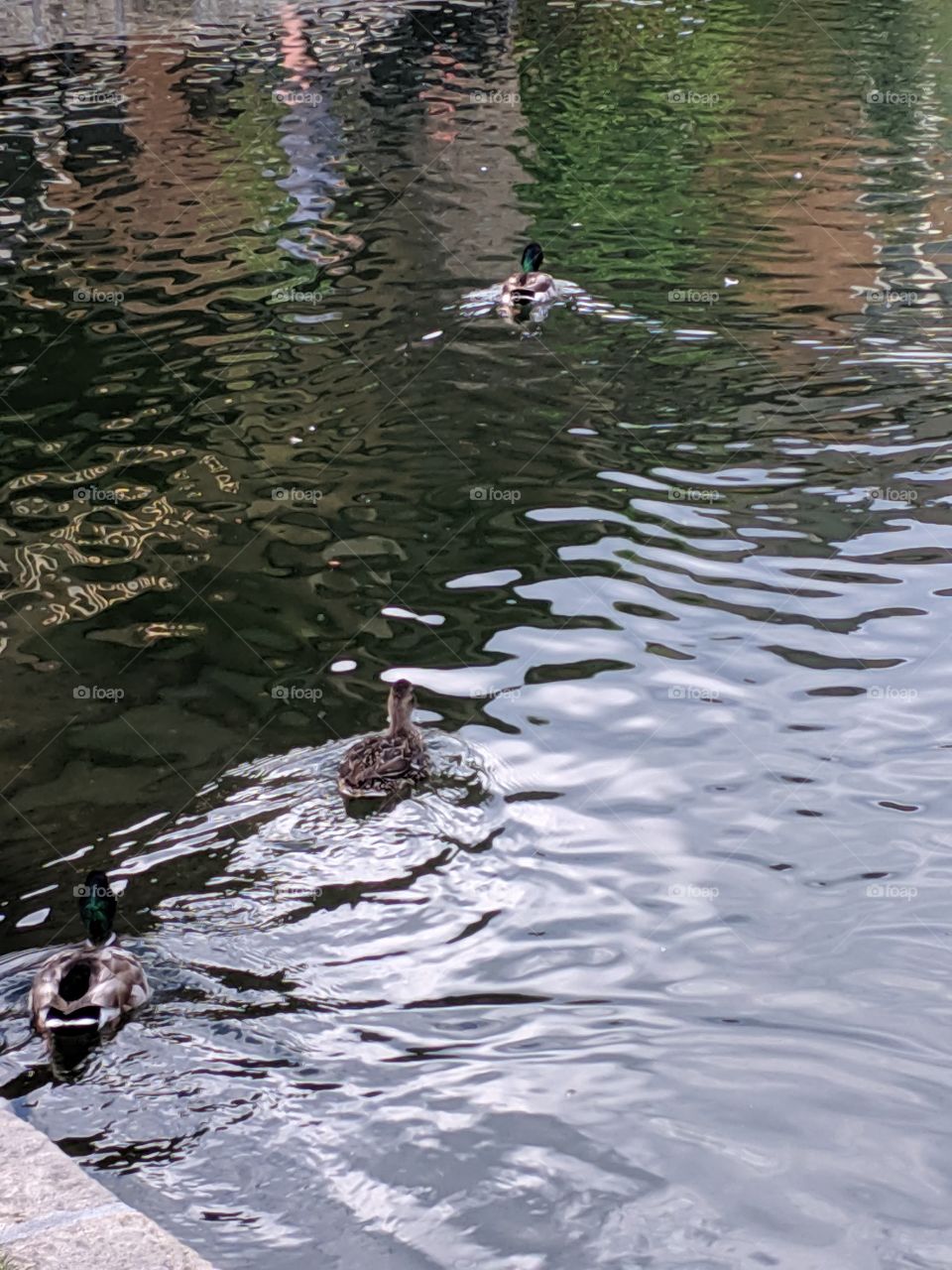 Ducks at The Sun Valley Lodge