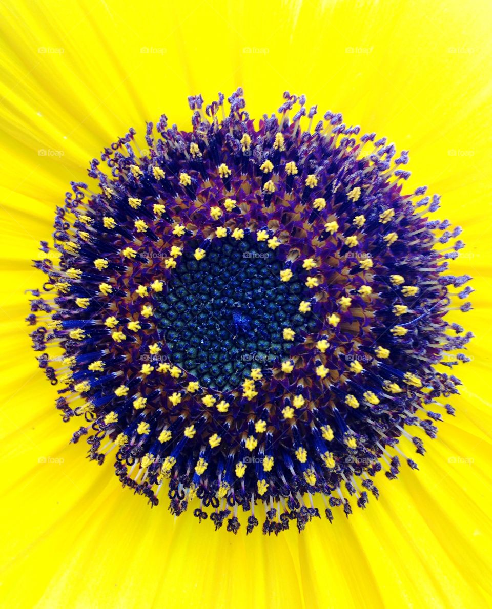 Sunflower close up . Yellow