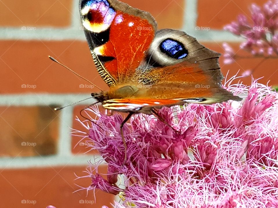 Butterfly on pink flower