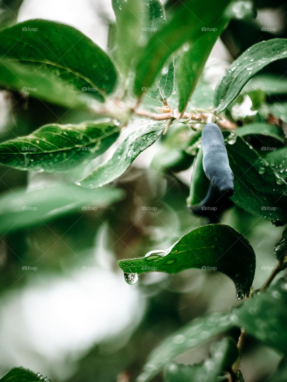 Honeysuckle in the rain. Raindrops on leaves