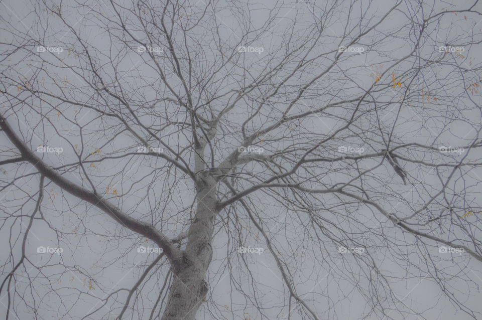 Empty Tree Without Leaves