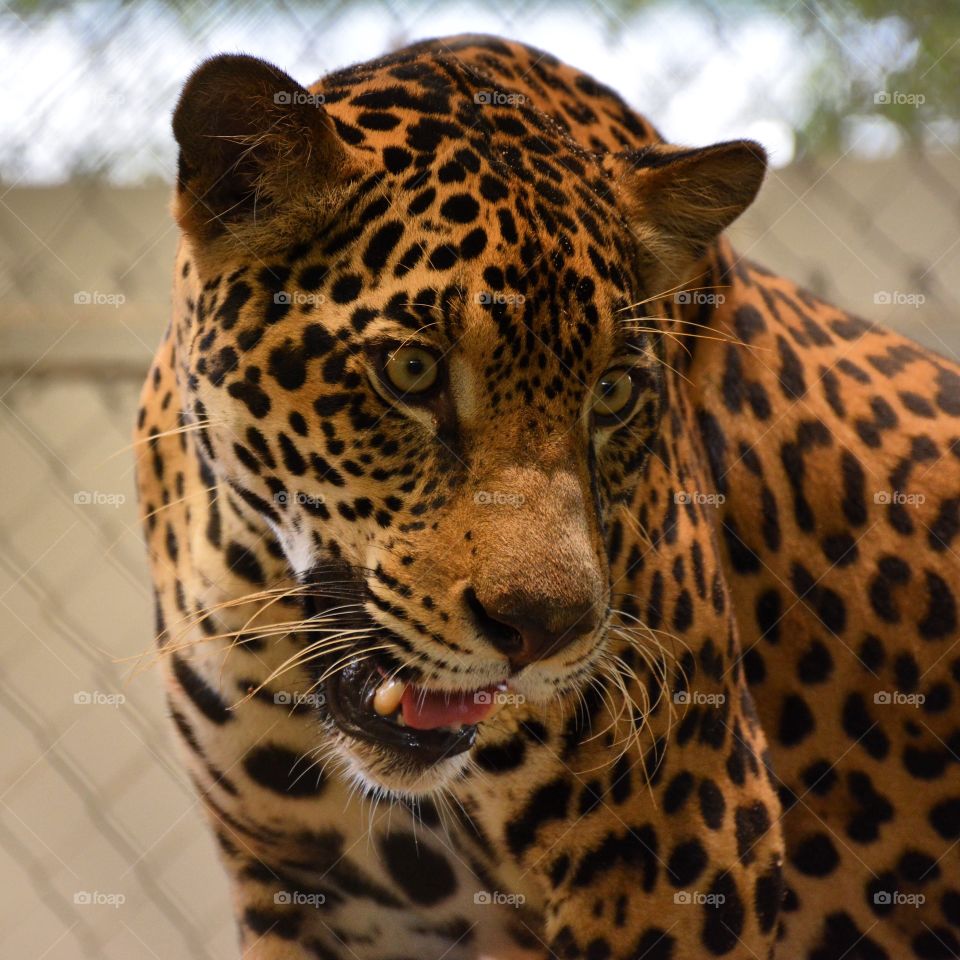 Rescued jaguar pondering 