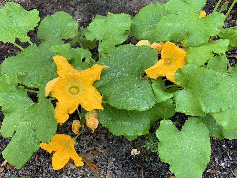 Plant Plants to Celebrate Earth Day - Lush green leaves of the squash plants bursting with yellow flowers to bear squash