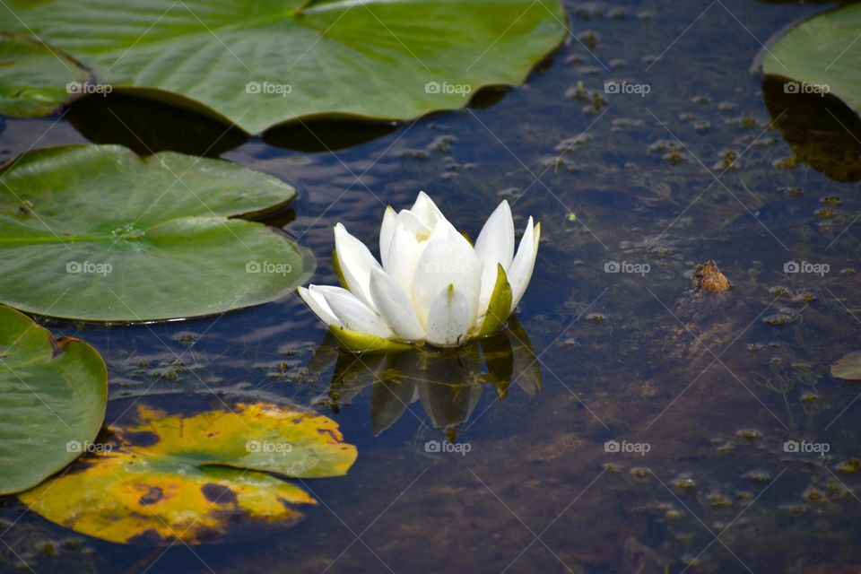 Beautiful aquatic flower adds brightness to the dark lake