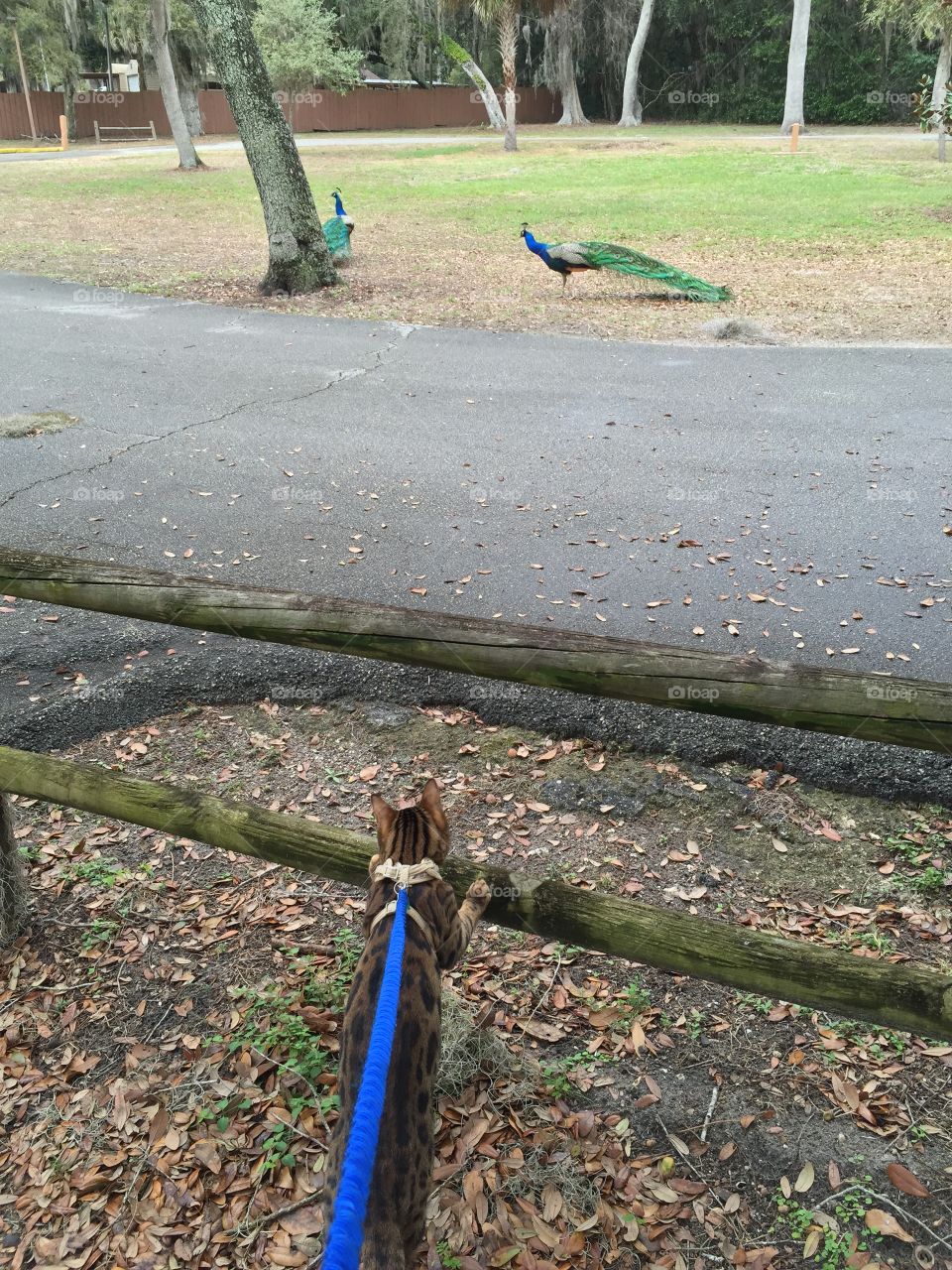Taking my cat on a walk and we stumble upon a wild peacock roaming the park. 