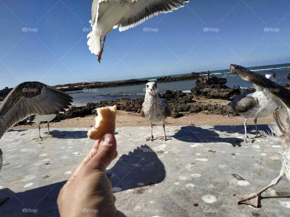 A human had feeds the seagulls at essaouira city in Morocco