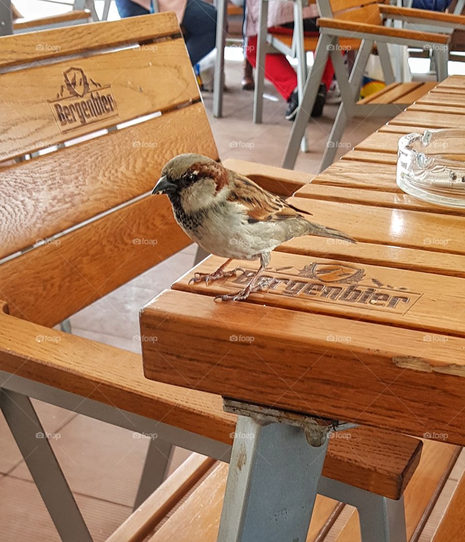 A little bird came to me just after I drunk my coffee. That was a good moment, the best of my day.