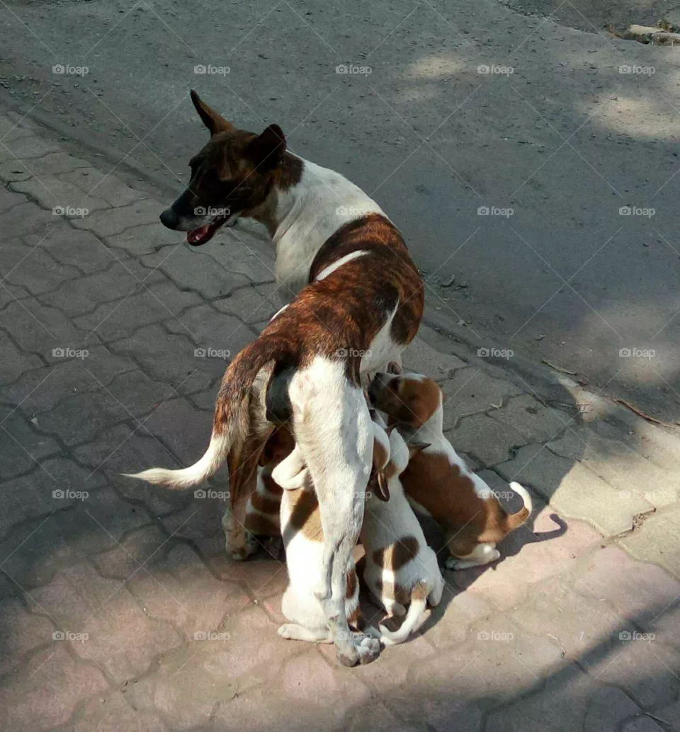 Puppies