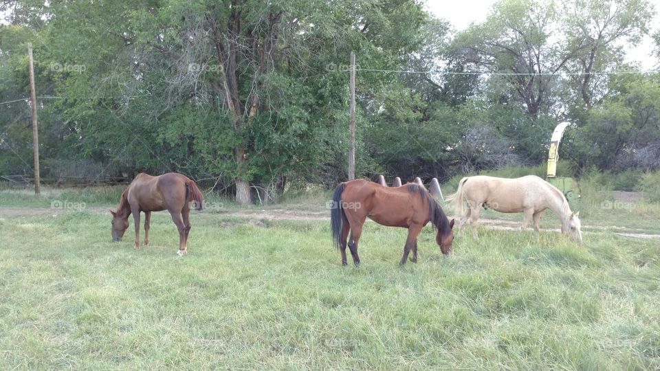 three horses on grass