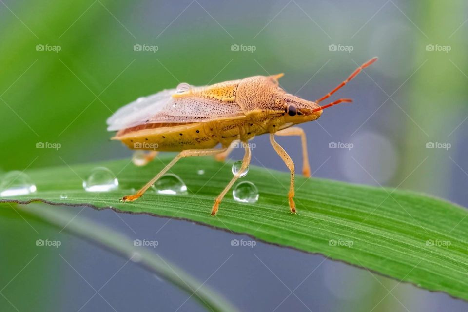 A rice stink bug dries out after a rain. Raleigh, North Carolina. 