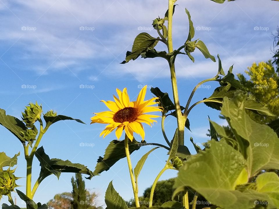 flower of the day