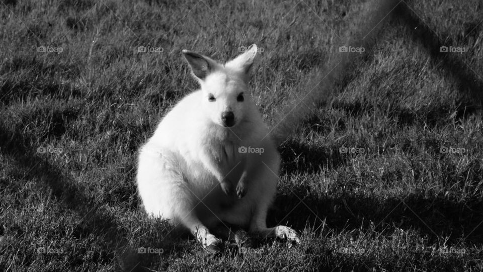 A small white wallaby is staring from the other side. Monochromatic image.
