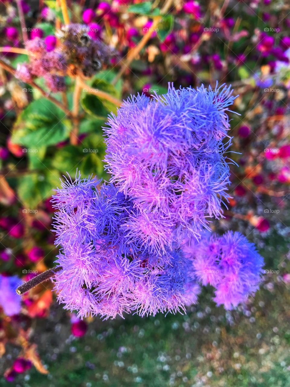 Quality is more important than quantity!! We all age and die... this flower lives for couple of months and spreads happiness 