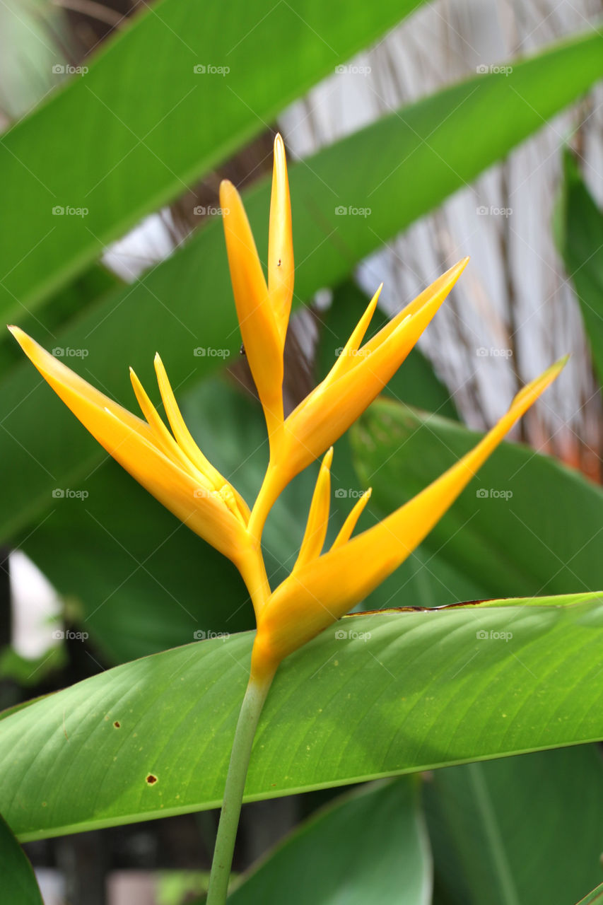 green yellow nature flower by sonchai