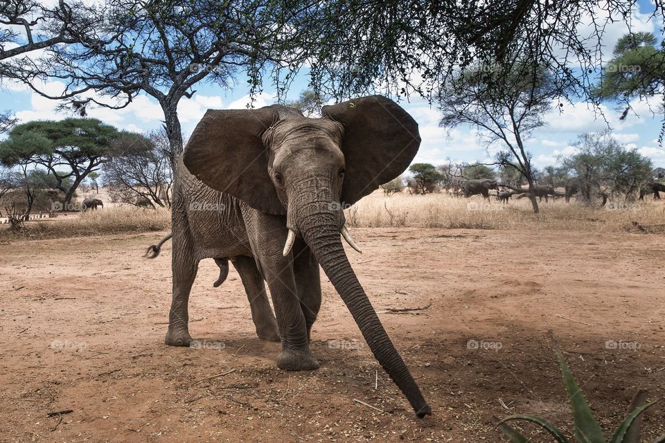 a big African elephant under a tree