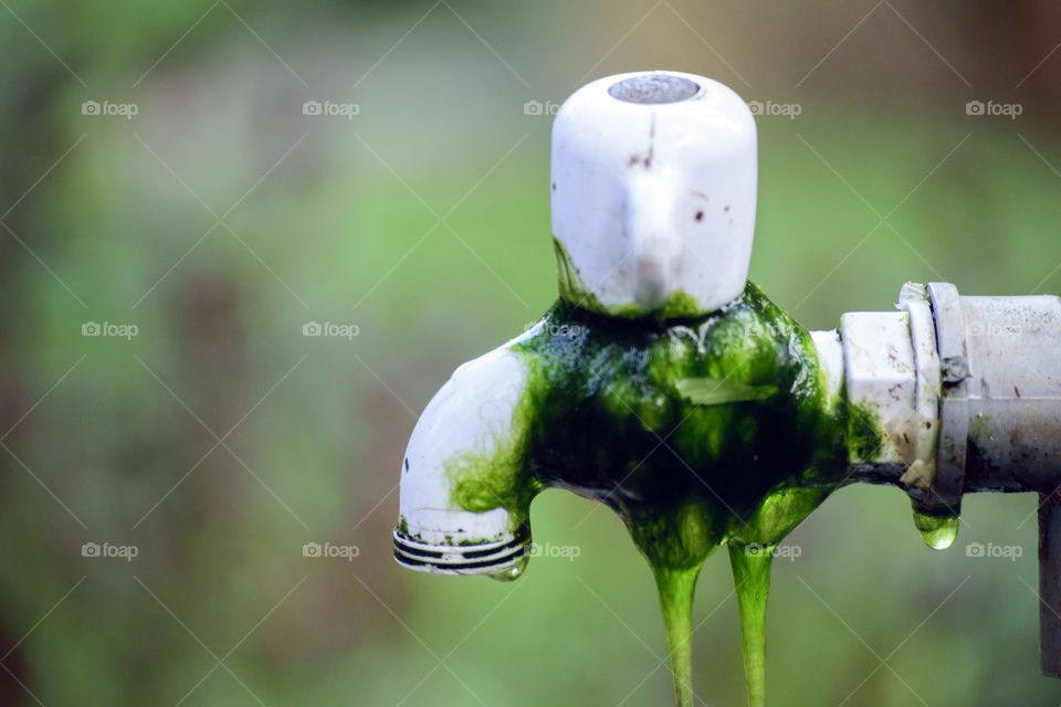 Close-up of faucet with green moss