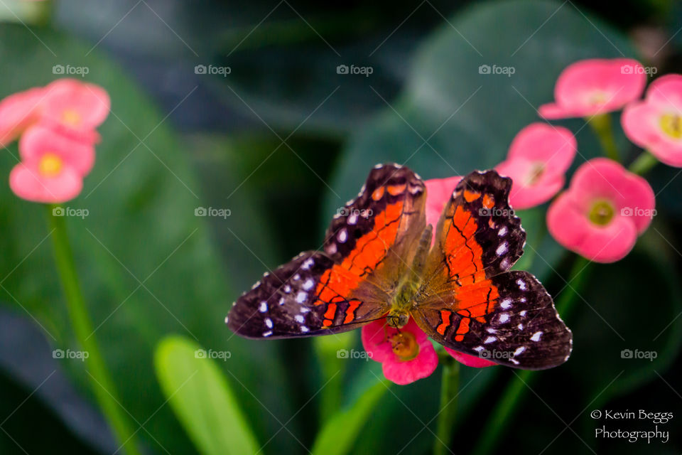 Butterfly on leaf