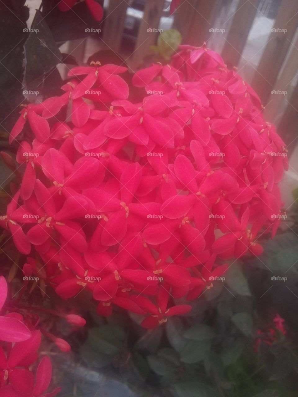 vermelho lembra amor, amor lembra paixão , mas flores no seu coração.
