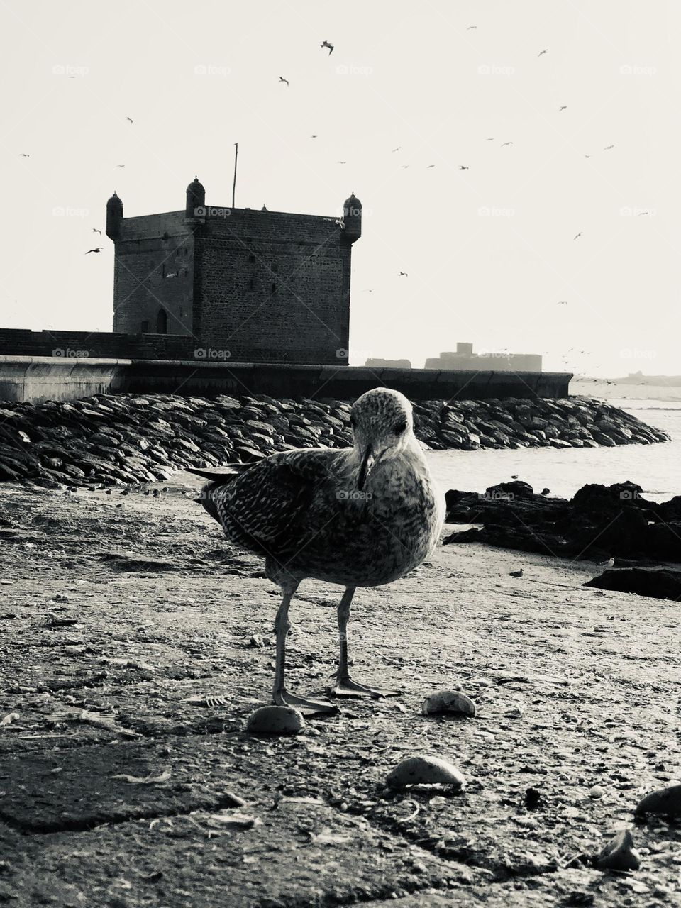 Beautiful seagull black and white