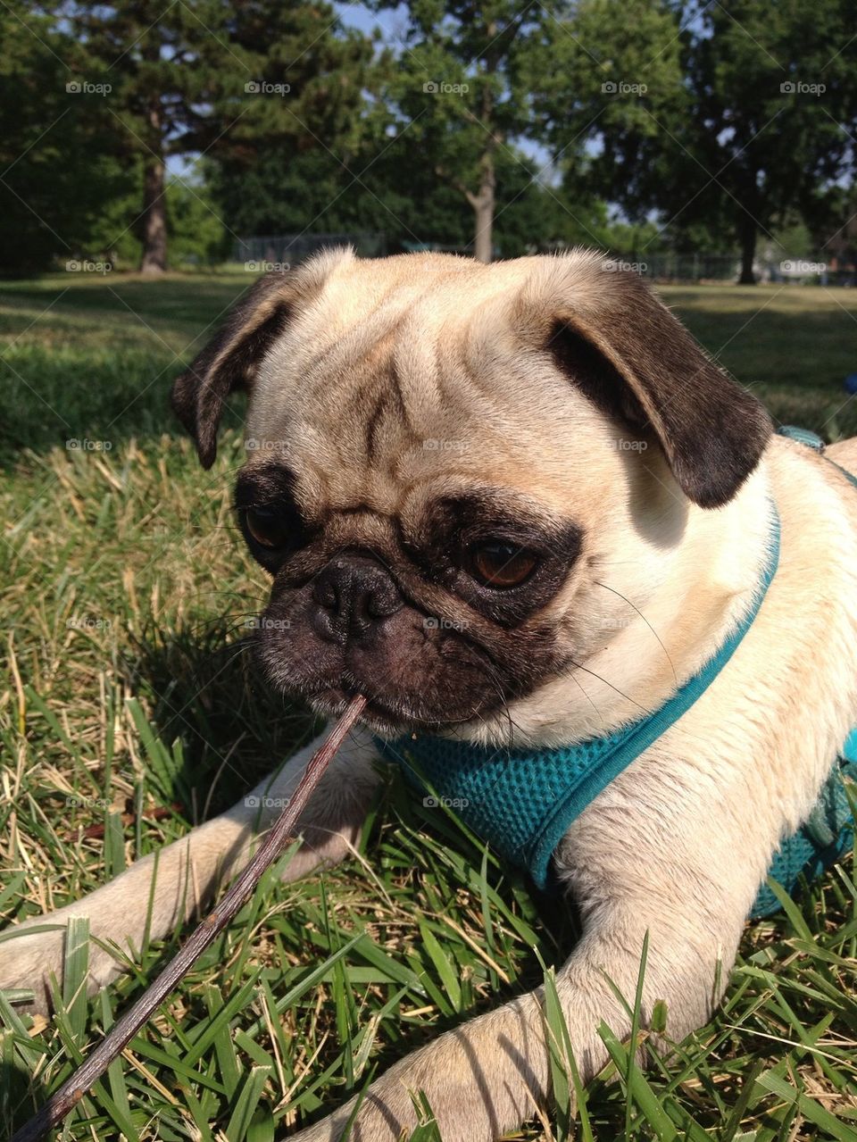 Pug and her stick