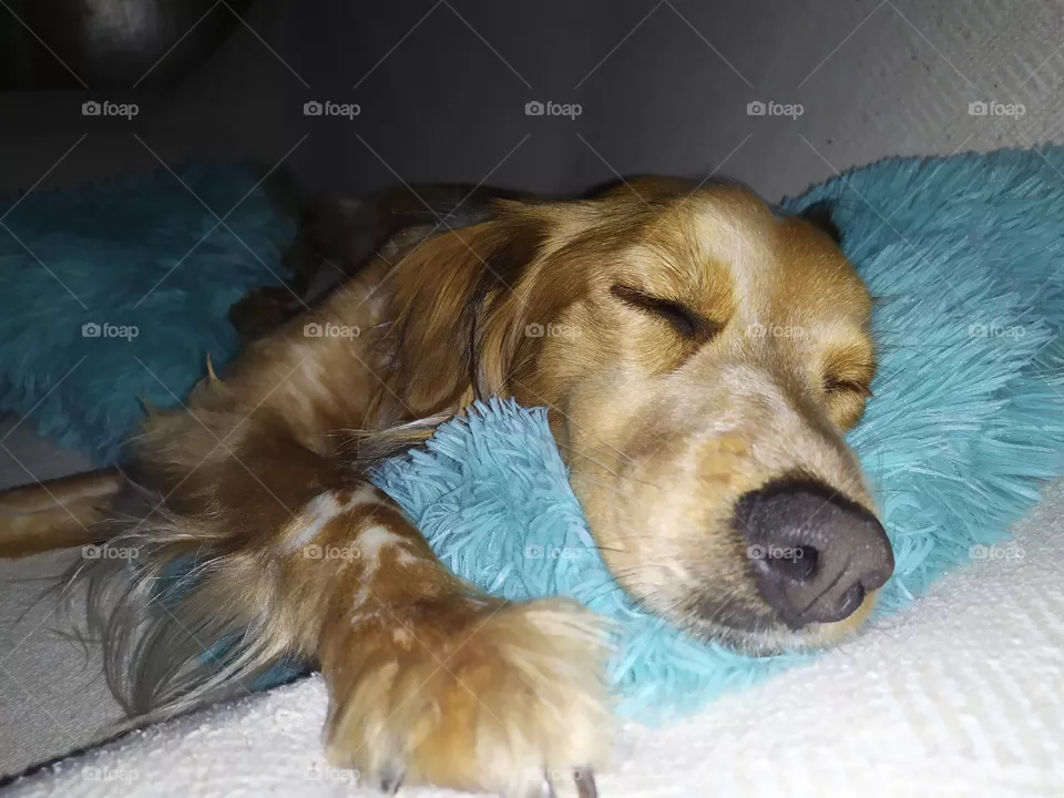 perro durmiendo
