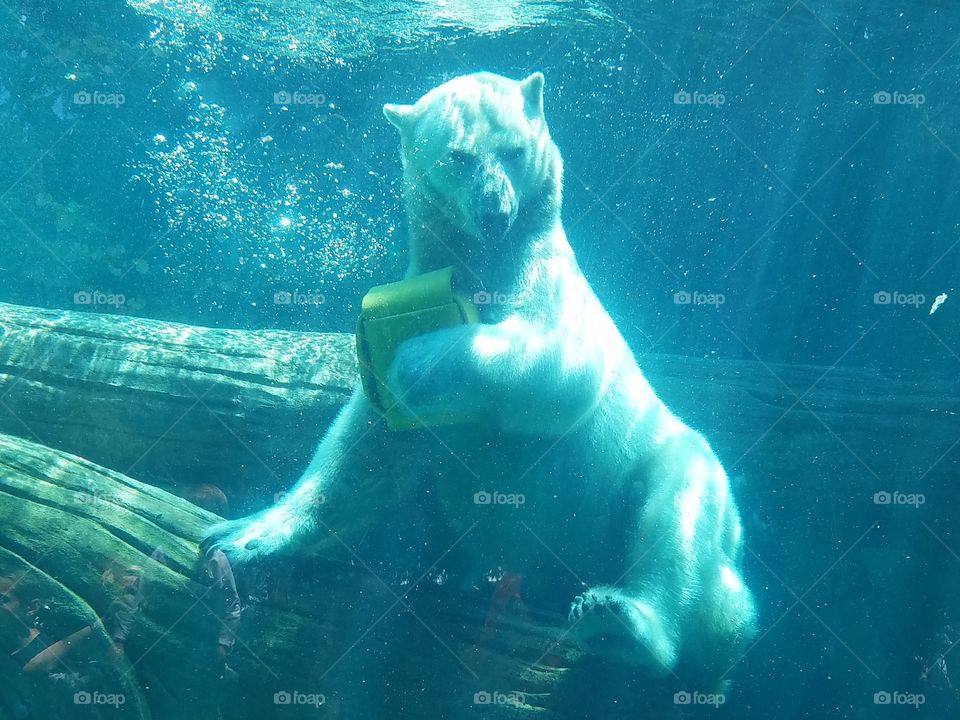 Polar bear playing in the water