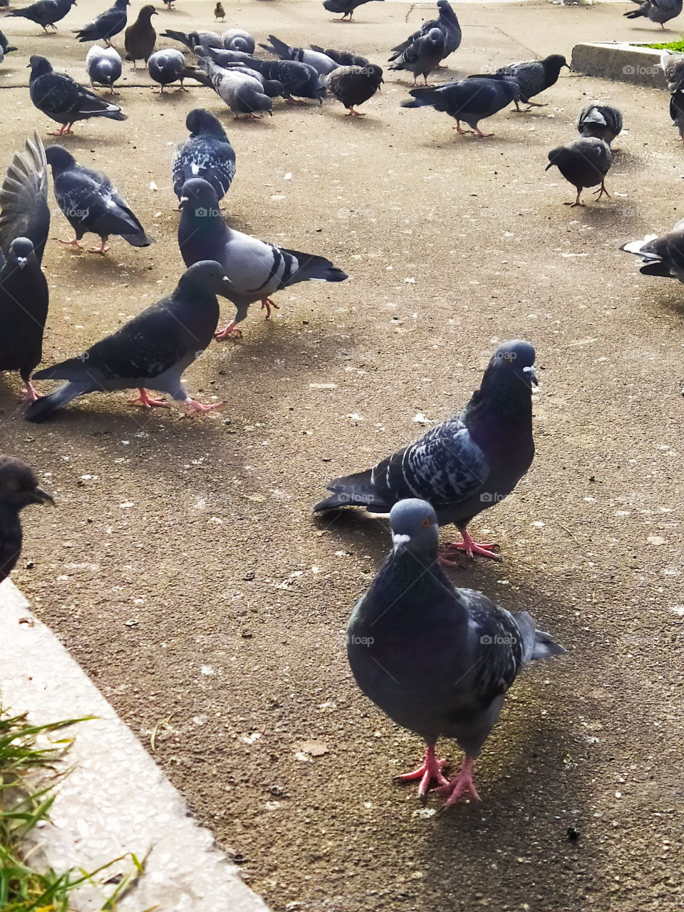 Flock of pigeons