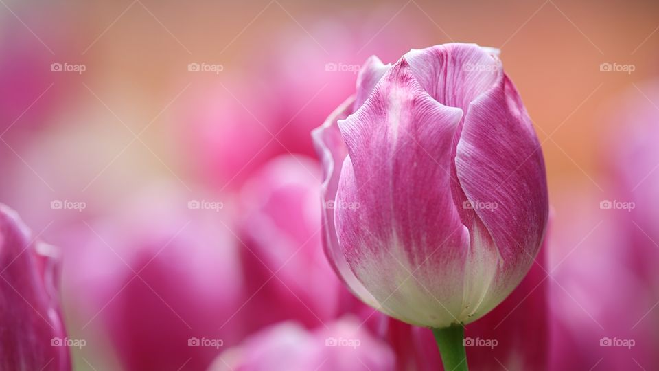Pink Tulip Flower Garden
