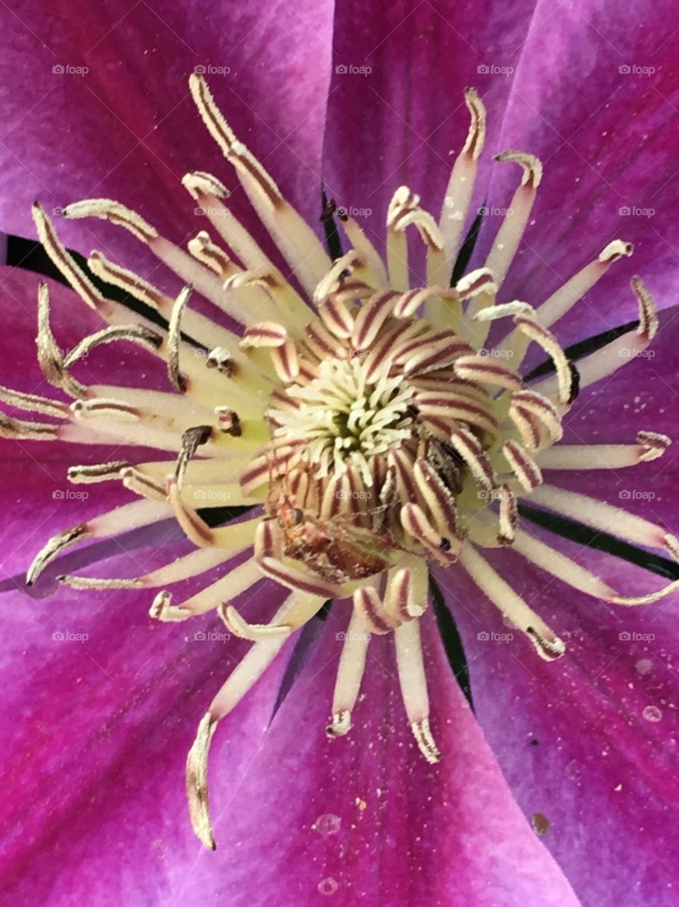 Clematis close-up